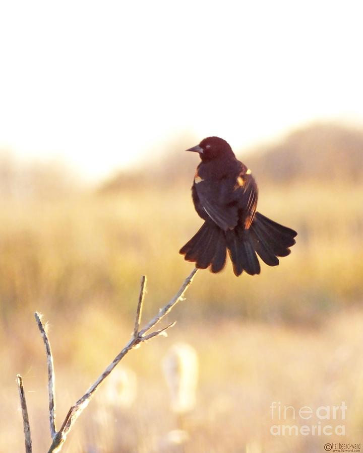 Redwing Blackbird Lacassine Wildlife Refuge  Photograph by Lizi Beard-Ward