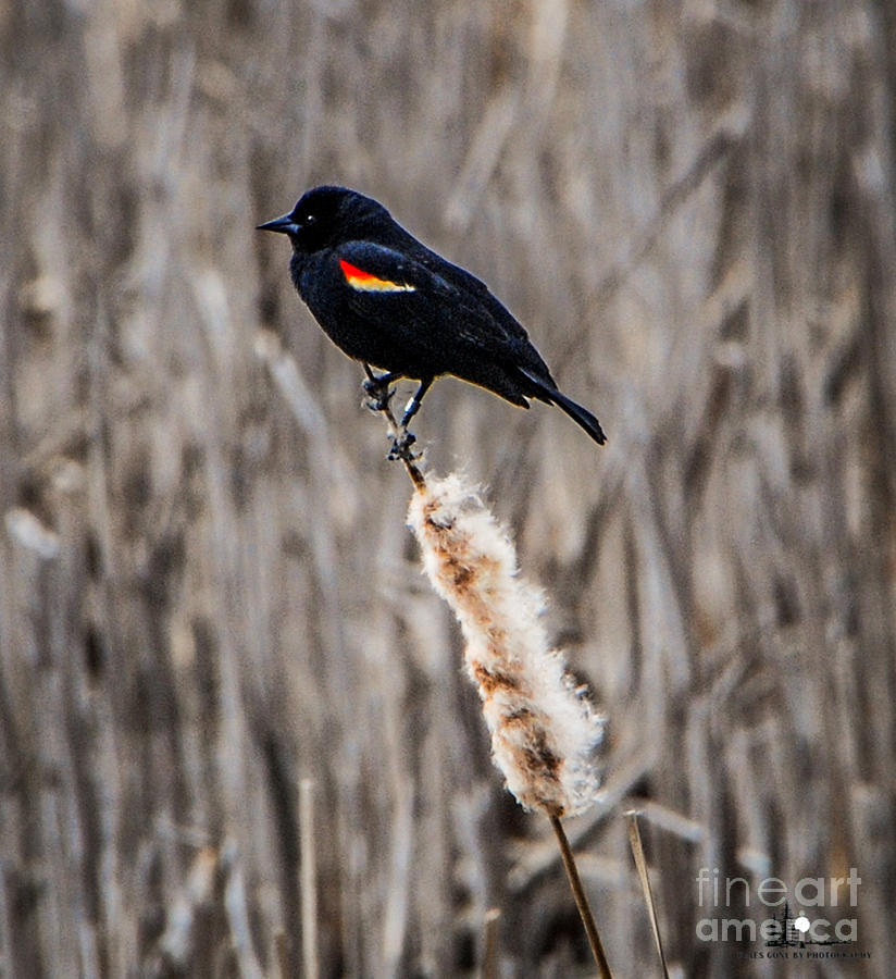 Wildlife Photograph - Redwing Blackbird on Cat tail by Grace Grogan