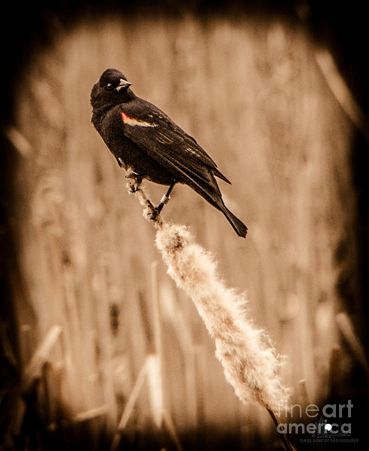 Redwing Blackbird on Cattail Photograph by Grace Grogan