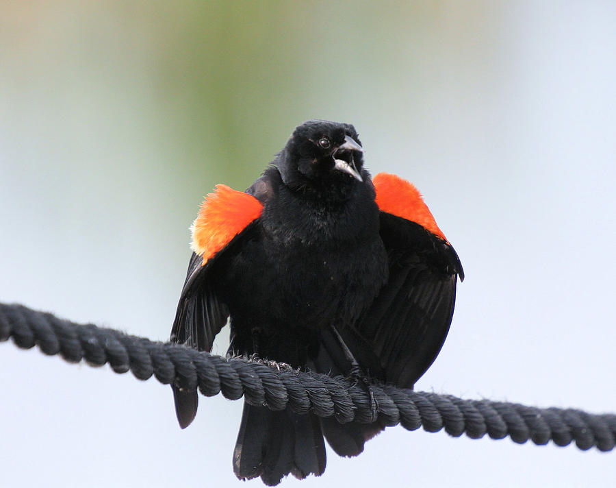 Redwing Blackbird Sings Photograph by John Dart