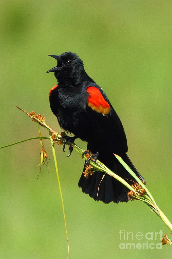 Redwinged Blackbird Calling Photograph by Jennifer Zelik