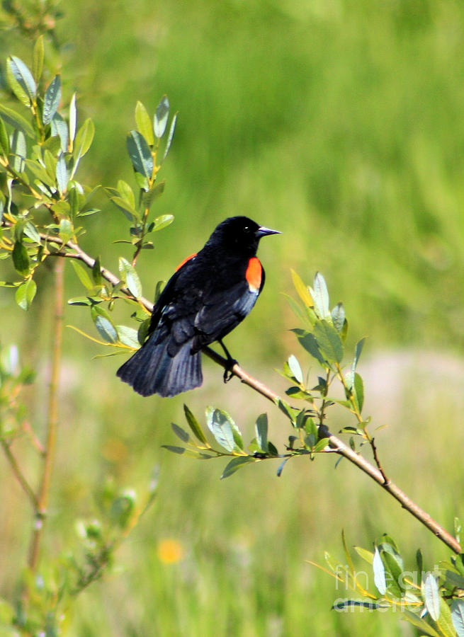 Bird Photograph - Redwinged Blackbird by Nick Gustafson