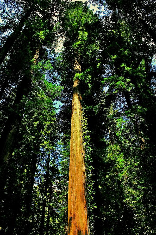 Redwood Alit Photograph by Benjamin Yeager