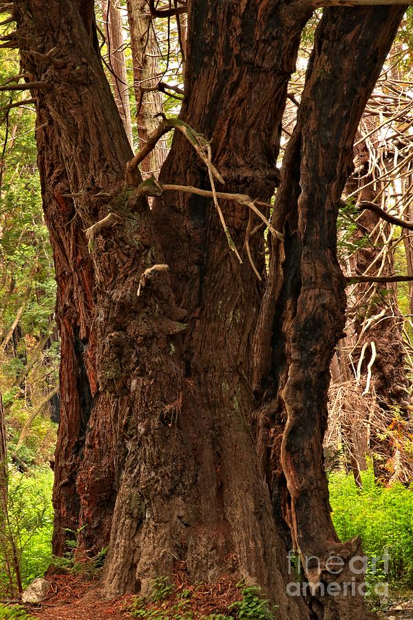 Redwood At Pfeiffer Burns Photograph by Adam Jewell