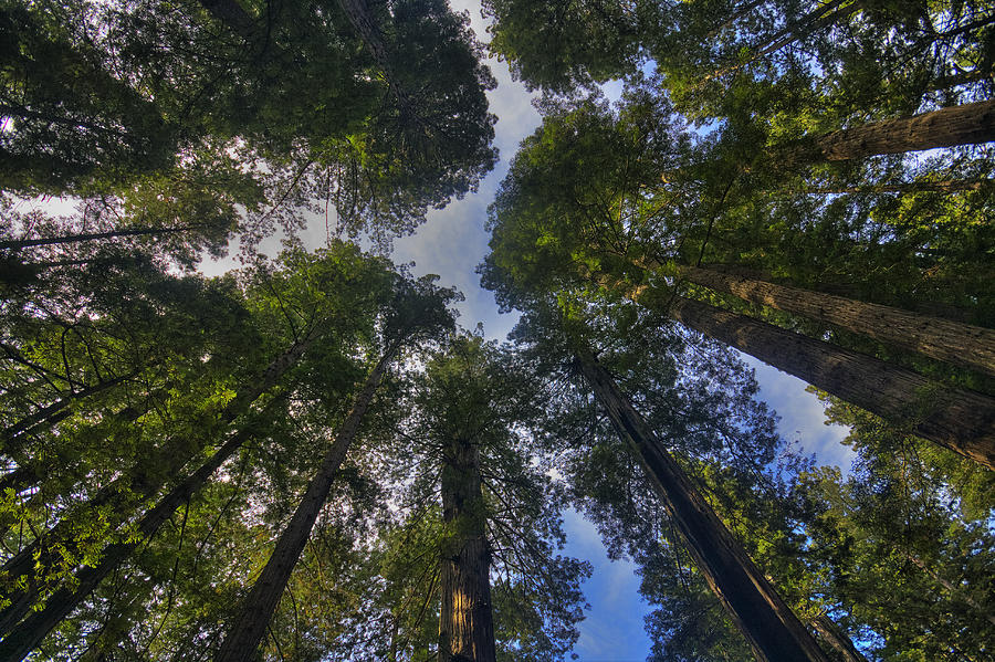 Redwood National Park Photograph - Redwood Canopy by Mark Kiver