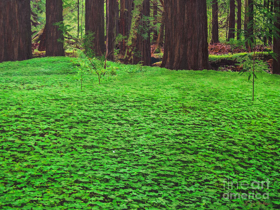 Redwood Carpet by L J Oakes Redwood Carpet by L J Oakes