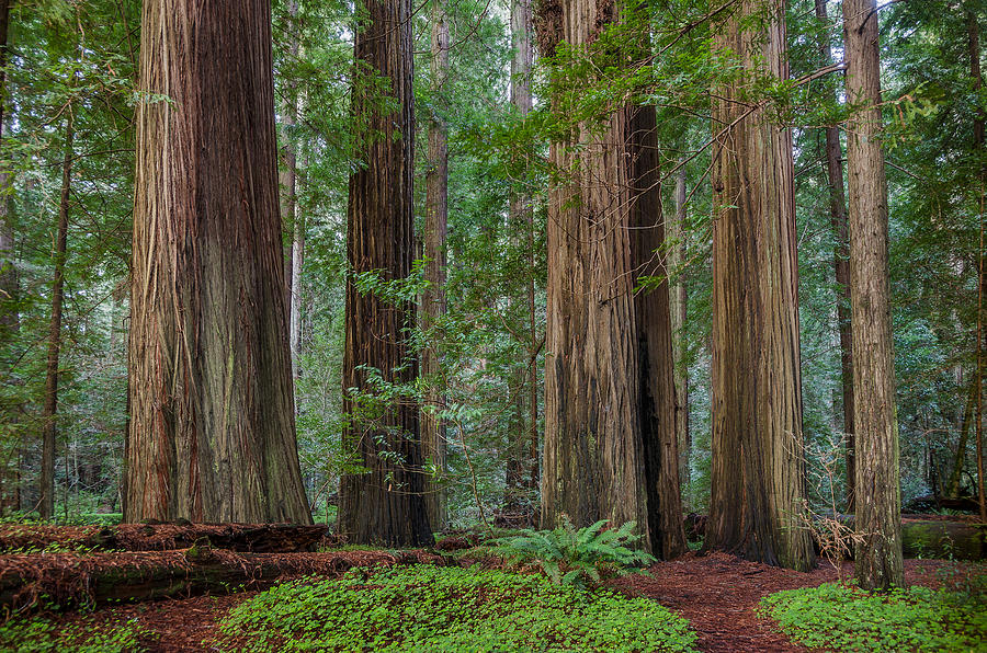 Redwood Curtain Photograph by Greg Nyquist