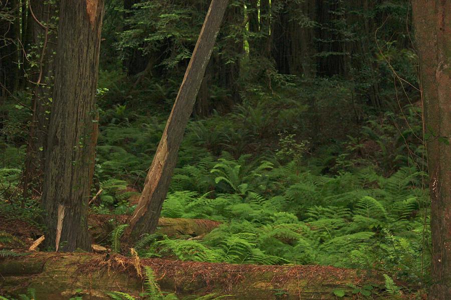 Redwood Photograph by Douglas Miller