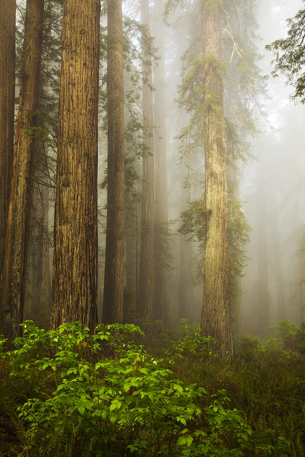 Redwood Dreams Photograph by Eggers Photography