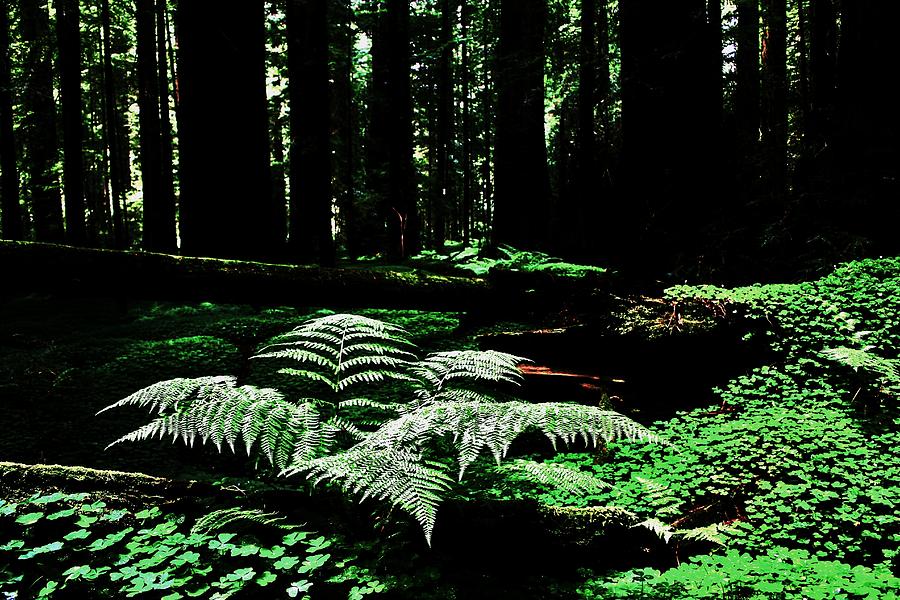 Redwood Fern Photograph by Benjamin Yeager