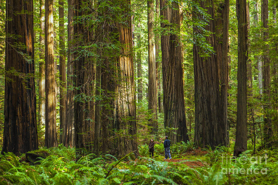 Redwood Forest Photograph by Diane Diederich