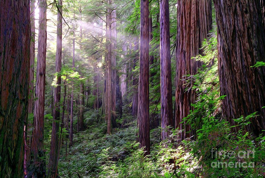 Redwood Forest Photograph by Dianne Phelps
