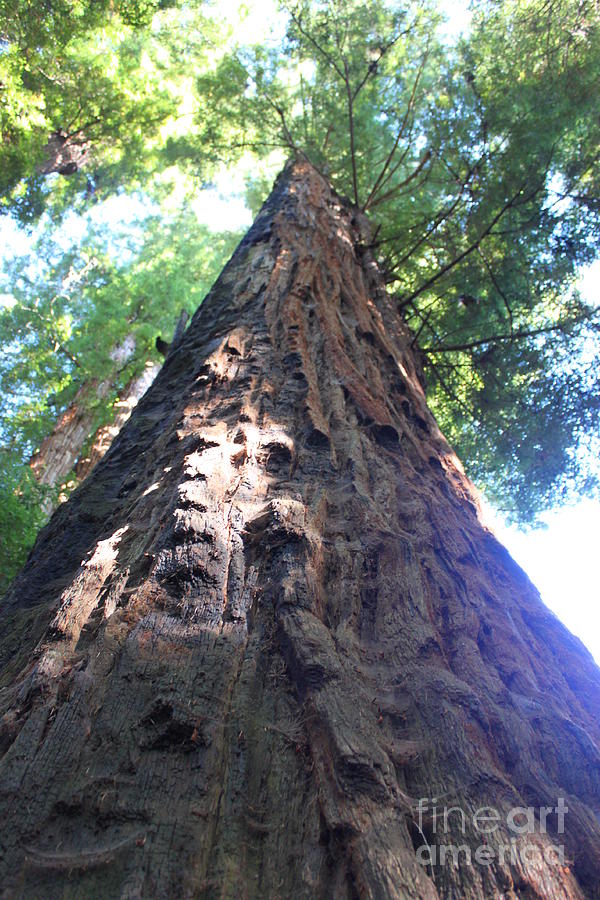 Redwood Giant Photograph by Bev Conover