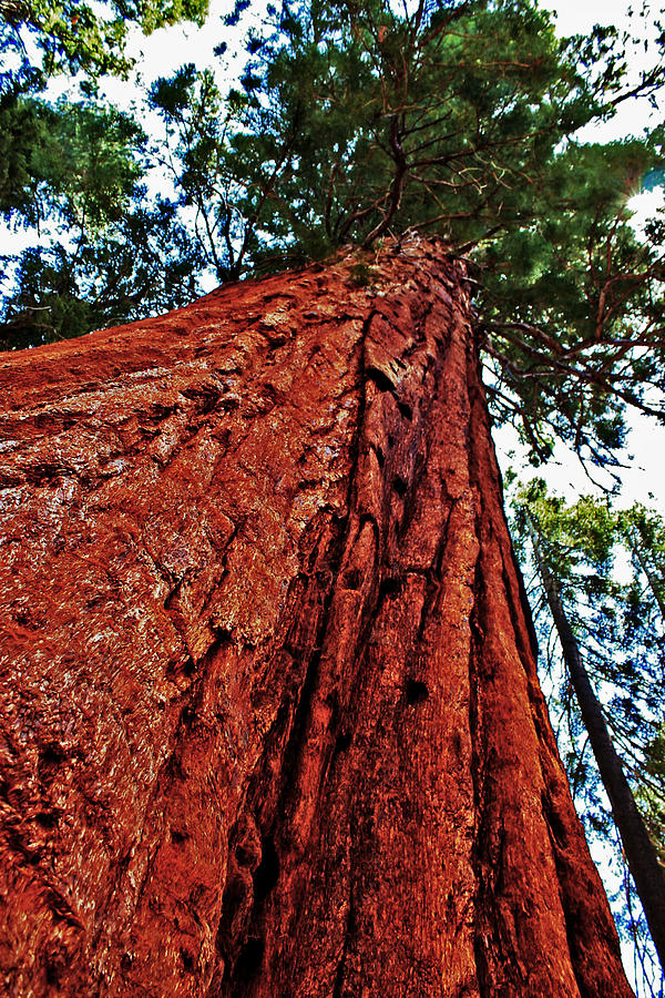 Redwood Giant Photograph by Richard Fisher Fine Art America