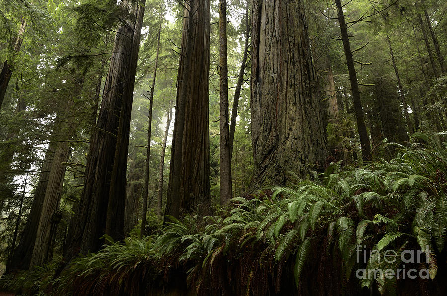 Cool Photograph - Redwood Grove by Bob Christopher