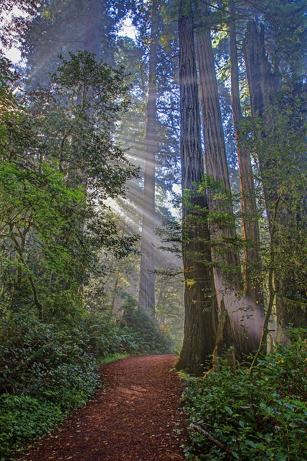 Redwood Grove Trail 2013 Photograph by Ralph Nordstrom | Fine Art America