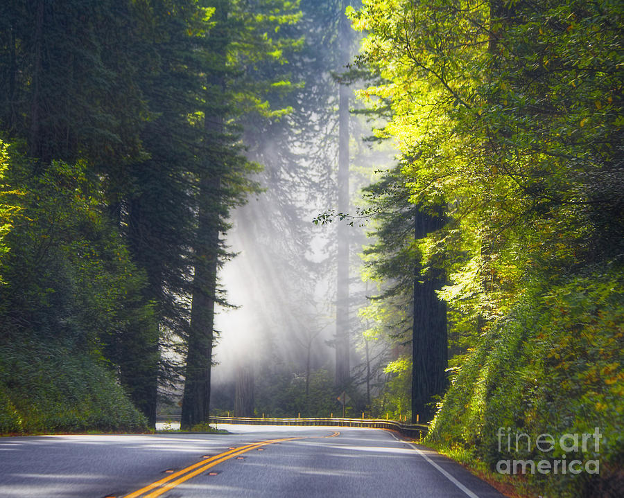 Nature Photograph - Redwood Highway 101 California by TN Fairey
