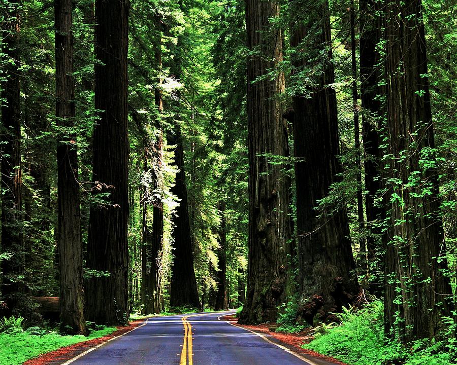 Redwood Highway Photograph by Benjamin Yeager - Fine Art America