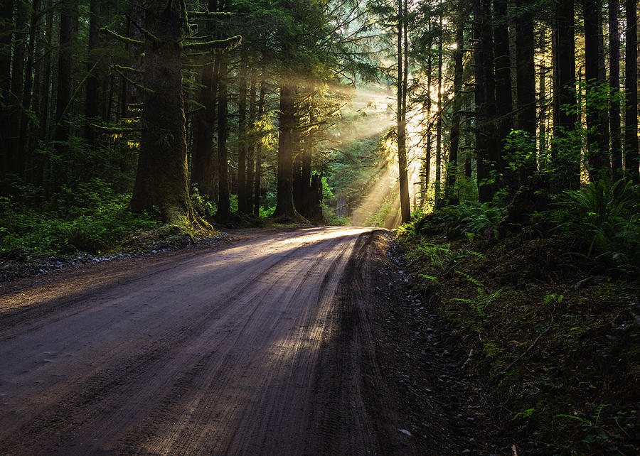 Redwood National Park Photograph - Redwood magic by Vishwanath Bhat
