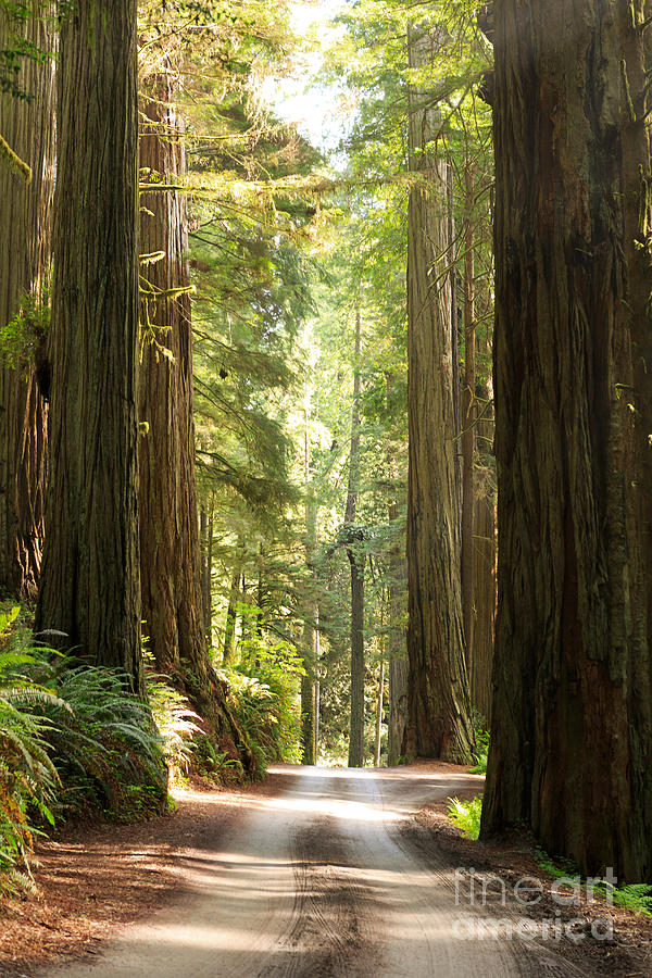 Redwood Morning Photograph by Beve Brown-Clark Photography