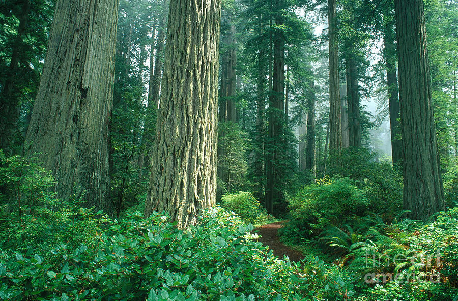 Redwood National Park Photograph by George Ranalli