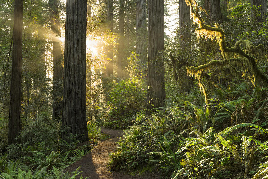 Redwood National Park Photograph by HadelProductions