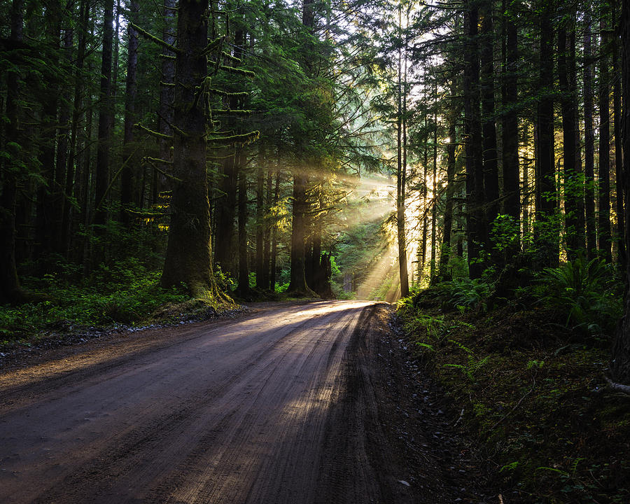 Redwood National Park Photograph - Redwood National Park morning by Vishwanath Bhat