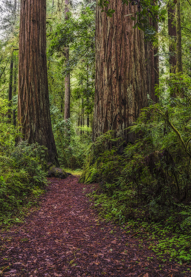 Redwood Path Photograph by Loree Johnson