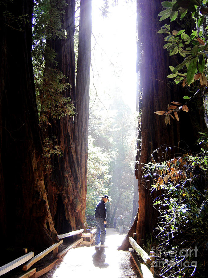Redwood Path Photograph by Mary Rogers