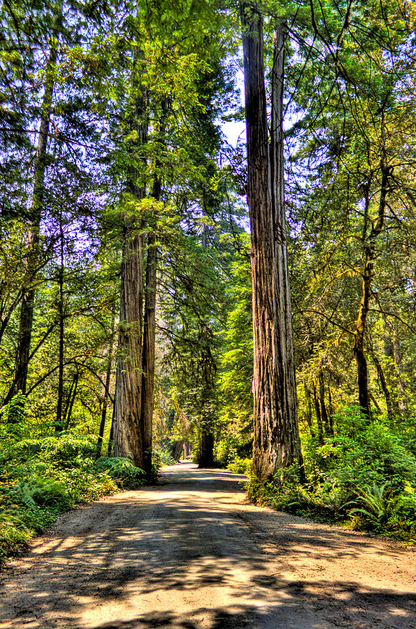 Redwood Road Photograph by Jonny D