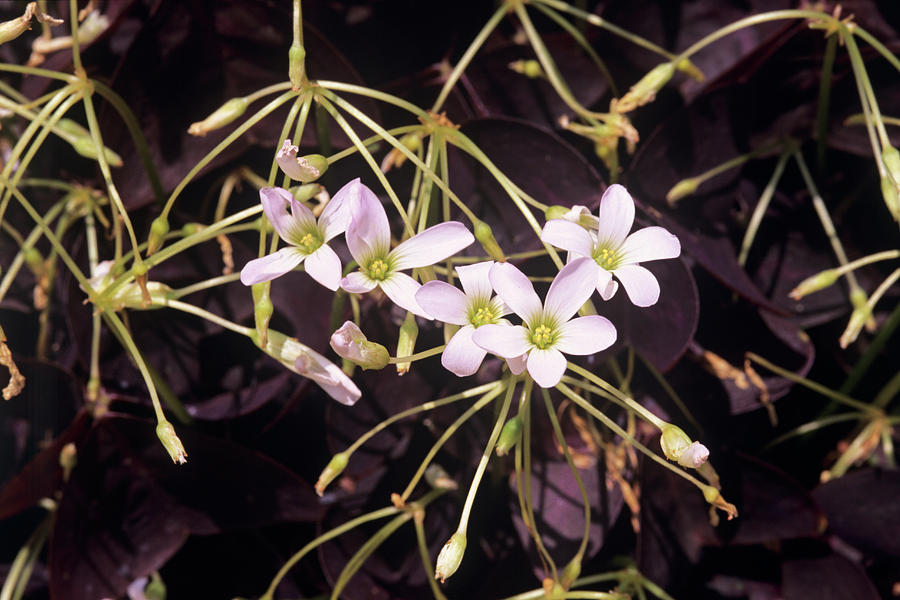 Nature Photograph - Redwood Sorrel Flowers (oxalis Lasiandra) by Sally Mccrae Kuyper/science Photo Library