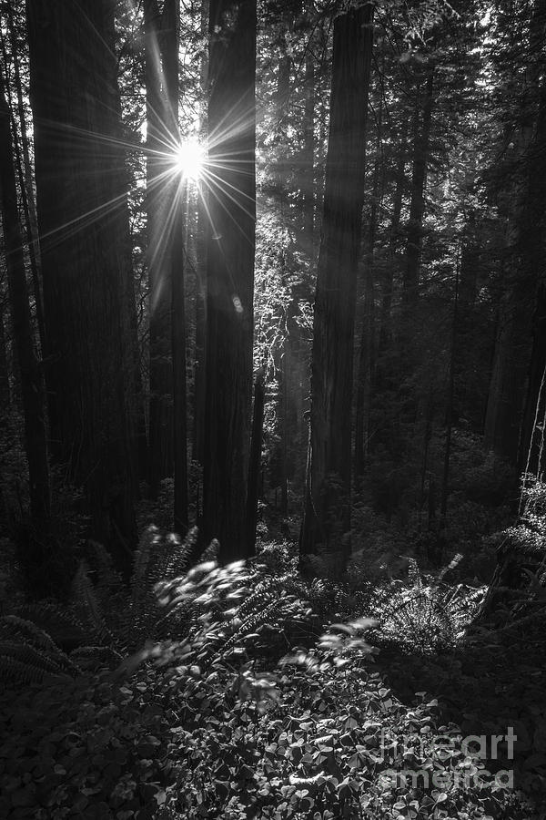 Redwood National Park Photograph - Redwood sunburst monochrome by Vishwanath Bhat