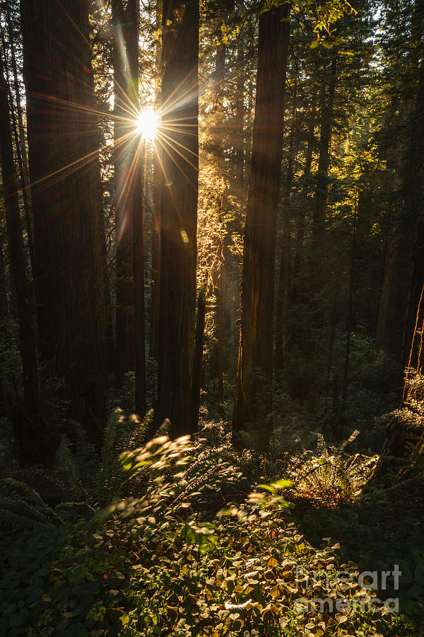 Redwood sunburst Photograph by Vishwanath Bhat