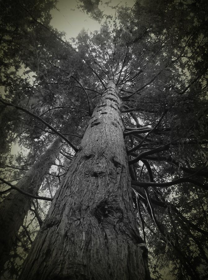 Redwood Tree Photograph by Anne Thurston