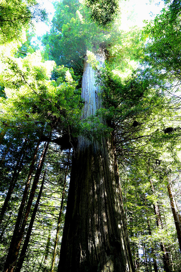 Redwood Tree Photograph by Athena Mckinzie