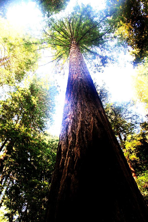 Redwood Tree Photograph