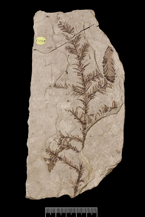 Redwood Tree (sequoia Affinis) Fossil Photograph by Natural History Museum, London/science Photo Library
