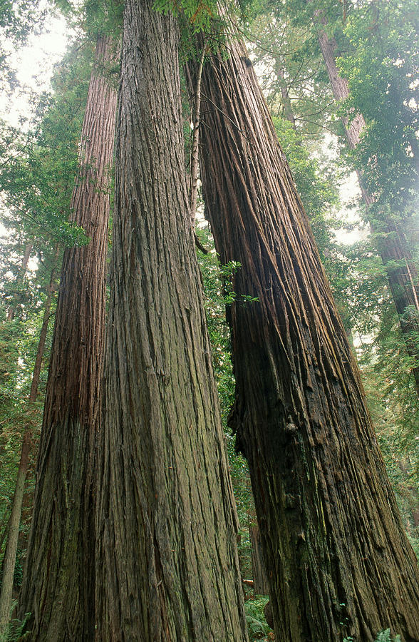 Redwood Trees Photograph by David Weintraub