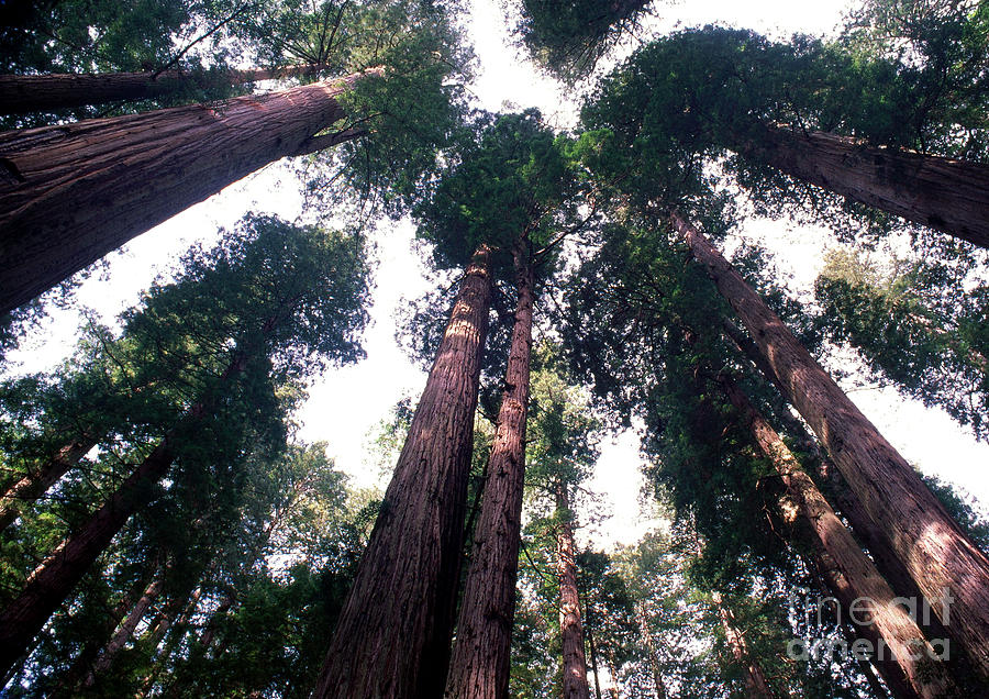Redwood Trees Photograph by George Ranalli
