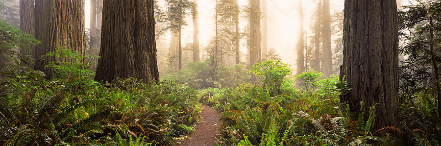 Redwood National Park Photograph - Redwood Trees In A Forest, Redwood by Panoramic Images