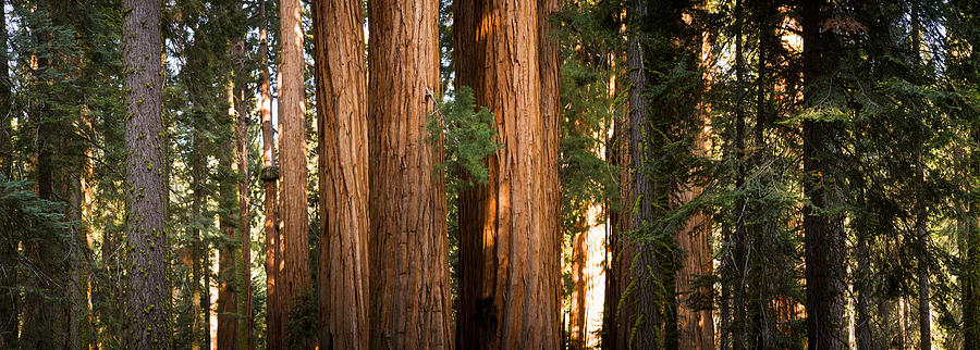 Redwood Trees In A Forest, Sequoia Photograph by Panoramic Images
