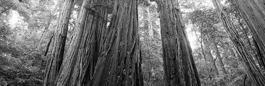 Muir Woods National Monument Photograph - Redwood Trees, Muir Woods National by Panoramic Images