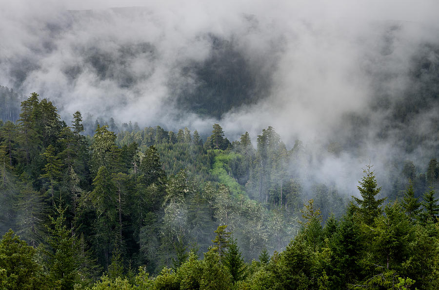 Redwood National Park Photograph - Redwood Vista in Spring by Greg Nyquist