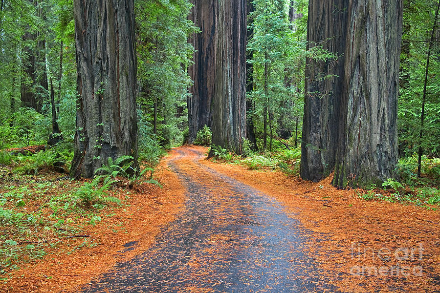 Redwood Way Photograph by Alice Cahill