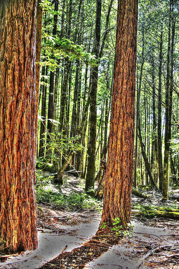 Redwoods 2 Big Basin Photograph by SC Heffner