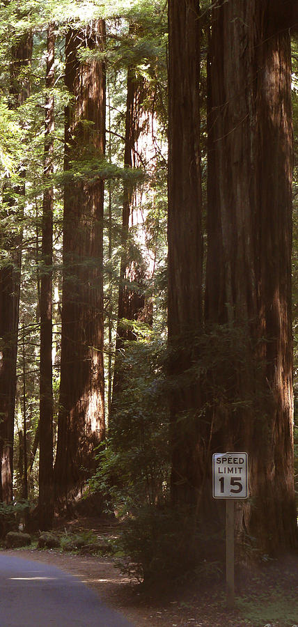Redwood Tree Photograph - Redwoods 2 by Mike McGlothlen