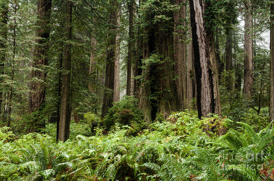 Redwoods  2.2882 Photograph
