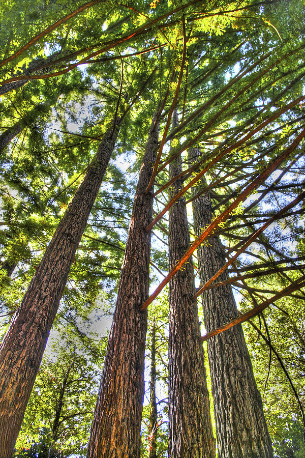 Redwoods 3 Big Basin Photograph by SC Heffner
