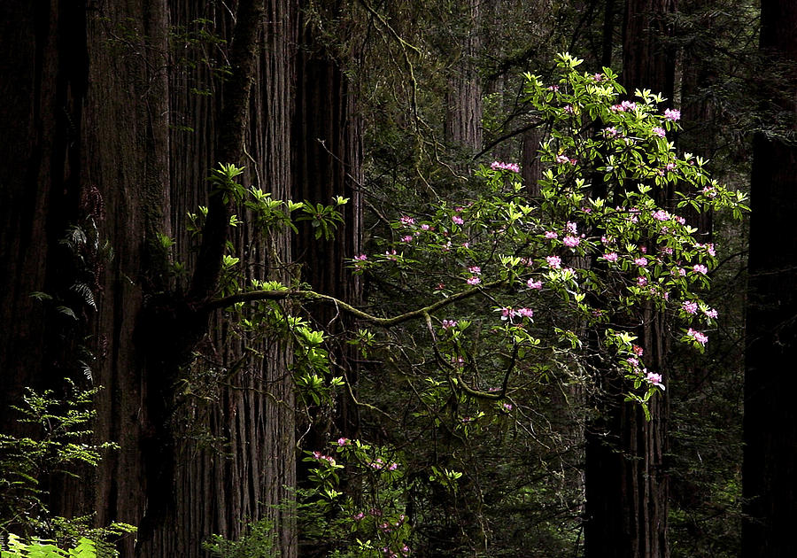 Redwoods and Rhodys Photograph by Betty Depee