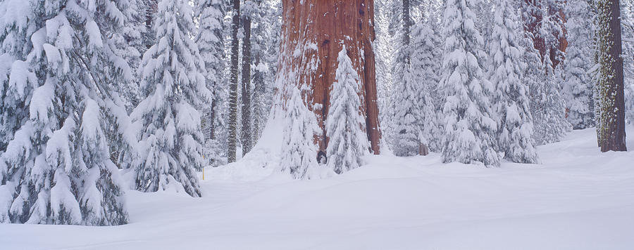 Nature Photograph - Redwoods And Winter Snow In The Giant by Panoramic Images